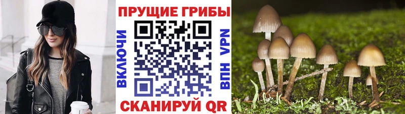 Псилоцибиновые грибы Psilocybe  Выкса 